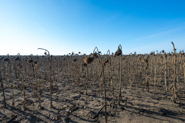 istock dry sunflower field 1441941965