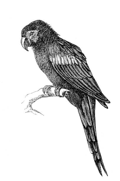 Scarlet macaw