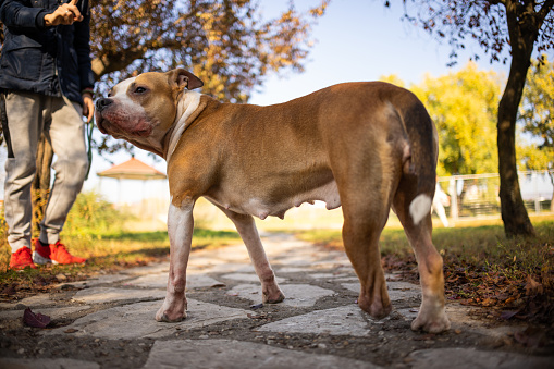 The brown colored Pit Bull Terrier, with amputated paw