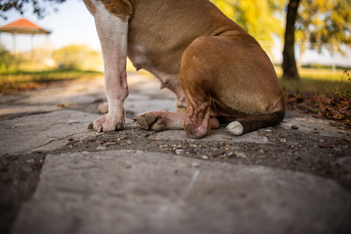 The brown colored Pit Bull Terrier, with amputated paw, sitting