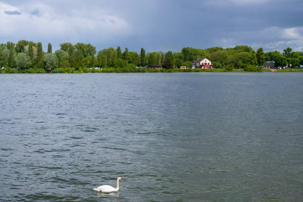 istock Swan on the Rhine 1441943630