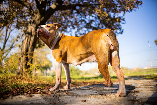 Portrait of big male English Bulldog outdoor