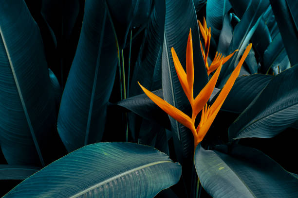 istock Tropical flower in dark background 1441945720