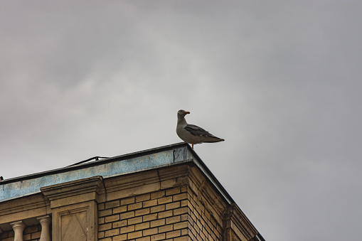Silhouette of a seagull sitting on the corner of a building roof and looking in the distance