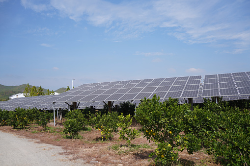 Combination of modern agriculture and photovoltaics