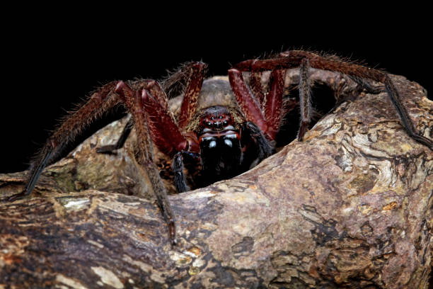 istock Hunter spider in his hiding place 1441947116