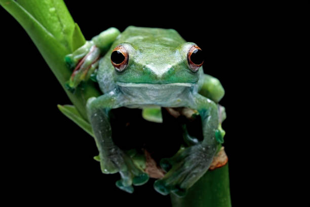 istock Jade tree frog, rhacophorus dulitensis 1441947175