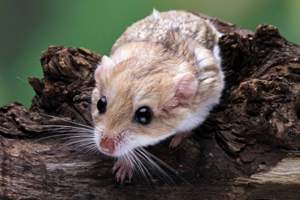 cauda gorda de gerbil na madeira - mouse gerbil standing hamster - fotografias e filmes do acervo