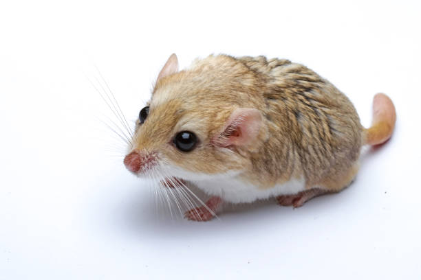 cola gorda de jerbo aislada sobre fondo blanco - gerbil fotografías e imágenes de stock