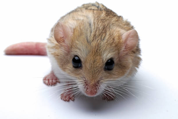 白い背景にスナネズミの太った尾 - mouse gerbil standing hamster ストックフォトと画像