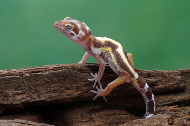 istock Leopard gecko lizard on wood, cute pets easy to maintain 1441947347