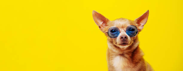 istock dog in sunglasses yellow background 1441947571