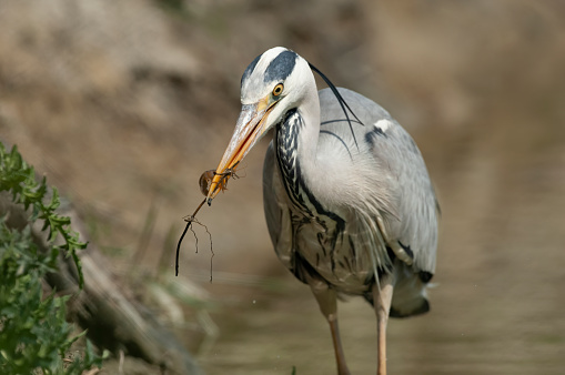 Gray heron eating a shrimp