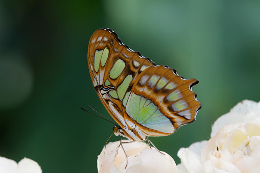 Malachite butterfly (Siproeta stellenes)