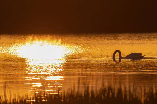 istock Mute swan at sunset 1441951100