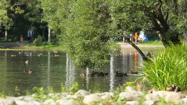 Wild geese swimming in the river on a sunny day in a quiet park. Flying ducks on a pond in the Park.