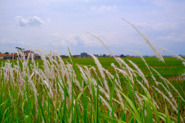 istock White weeds on the side of a rice field 1441951389