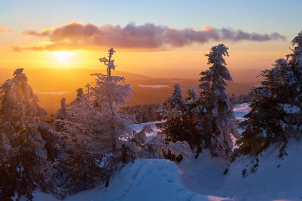 istock Evening sun behind snowy trees 1441952761