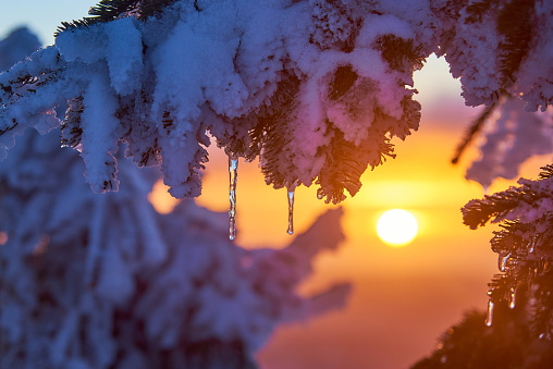 Branches with snow in the evening sun. Mountain Brocken in national park Harz in  Germany. Shot in February on a sunny but cold winters evening.