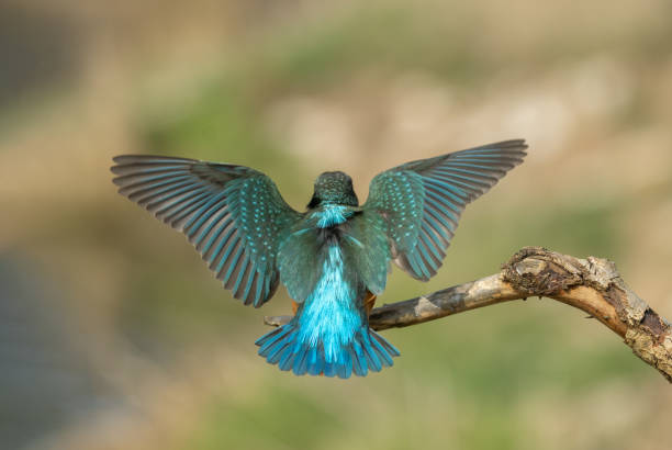 istock Beautiful common kingfisher (Alcedo atthis) 1441954243