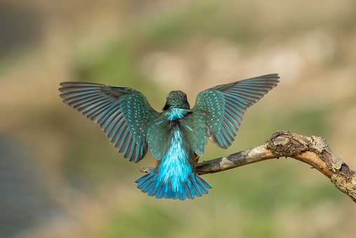 Beautiful common kingfisher (Alcedo atthis) landing on a branch.