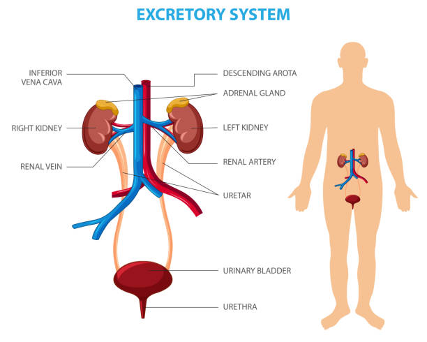 Human Excretory System Vector Illustration Stock Illustration - Download  Image Now - Anatomy, Artery, Bacterium - Istock
