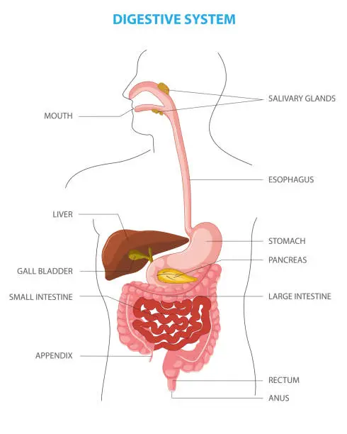 Vector illustration of Human digestive system Anatomical vector illustration