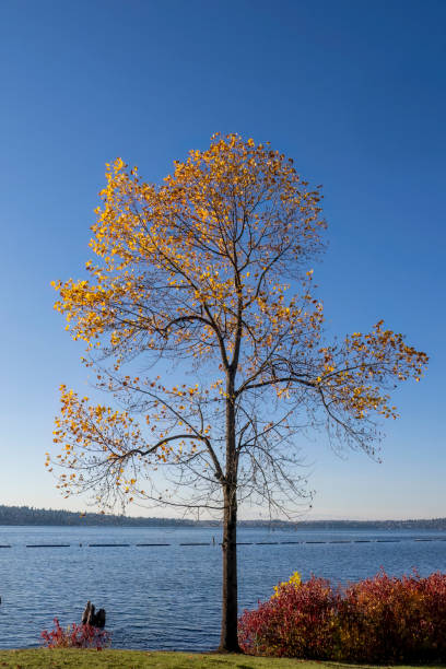 istock Gene Coulon Beach Park 1441955736