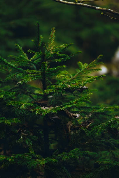 istock Nature of forest -01 1441955936