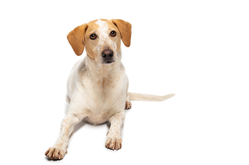 Labrador retriever against white background. Full length of canine pet. Purebred dog is looking away.