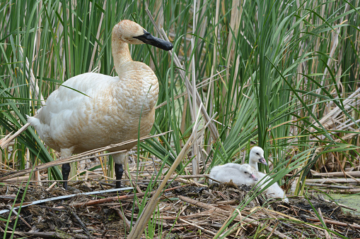Engaging summer closeup of an adult trumpeter swan with two cygnets on a cattail wetland nest.