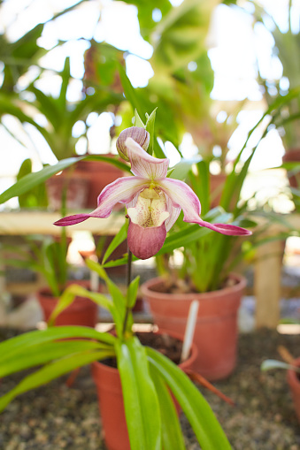 Pink flowers of Phragmipedium schroederae var roseum from the Orchid family in the garden. Summer and spring time