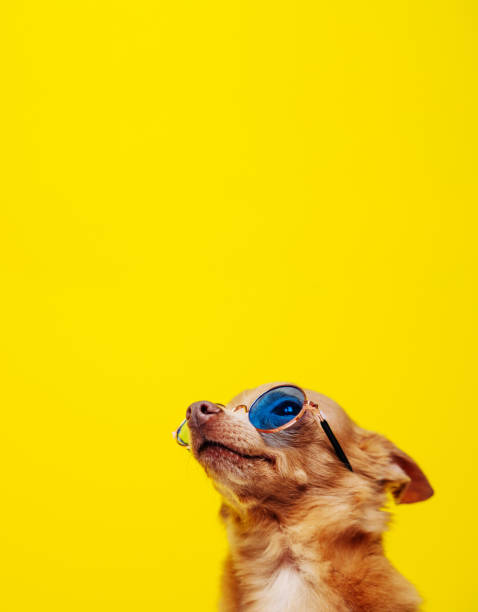 istock Small dog in sunglasses yellow background. 1441961521
