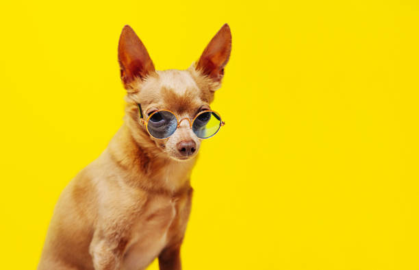 istock Adorable dog in sunglasses yellow background 1441961525