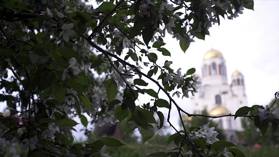 Cherry blossoms on background of Church. Stock footage. Spring bloom of white flowers on green bushes on background of Church with domes in cloudy weather.