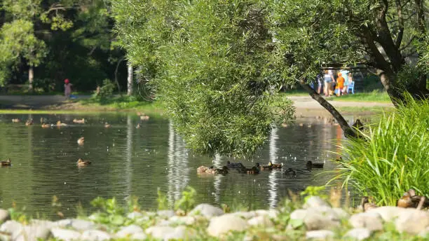 Wild geese swimming in the river on a sunny day in a quiet park. Flying ducks on a pond in the Park.