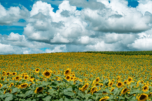 landscape field of sunflowers