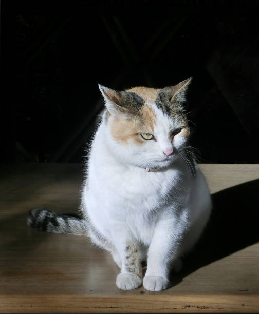 istock A calico cat relaxing in the sun 1441962769