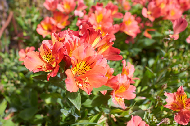 Red flowers of Alstroemeria is a florist’s dream flower in the garden. Summer and spring time Red flowers of Alstroemeria is a florist’s dream flower in the garden. Summer and spring time alstroemeria stock pictures, royalty-free photos & images