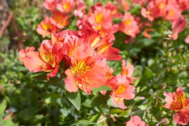 Red flowers of Alstroemeria is a florist’s dream flower in the garden. Summer and spring time