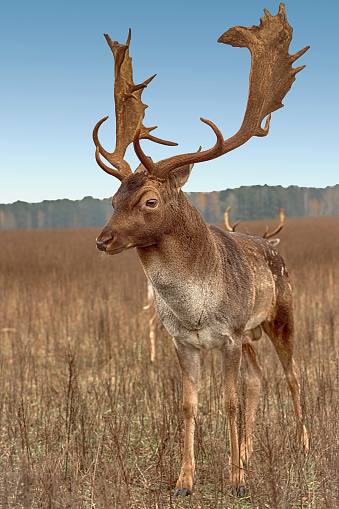 Close-up portrait of a majestic deer with large antlers, autumn in the afternoon in a clearing, forest in the background. A wild animal with brown fur is watching the field.