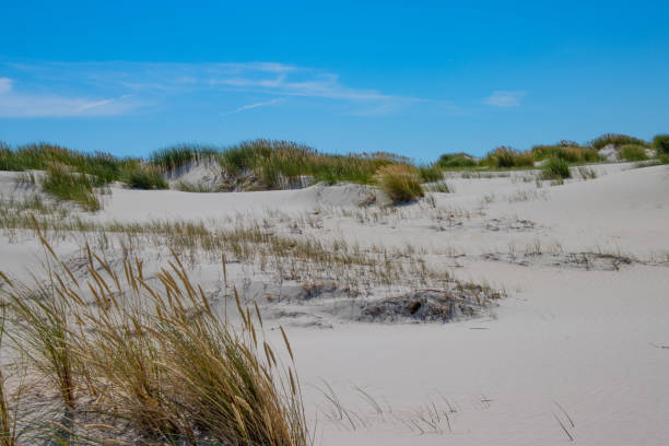 istock Dune landscape on the island of Amrum 1441966080