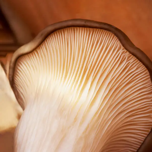 Underside of oyster mushrooms, Pleurotus ostreatus. Mushrooms macro. Mycelium closeup. Square natural background