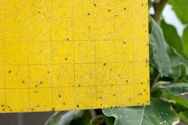 Dark-winged fungus gnats and white flies are stuck on a yellow sticky trap. Whiteflies trapped and Sciaridae fly sticky in a trap. Dark-winged fungus gnats and white flies are stuck on a yellow sticky trap. Whiteflies trapped and Sciaridae fly sticky in a trap. sciaridae stock pictures, royalty-free photos & images