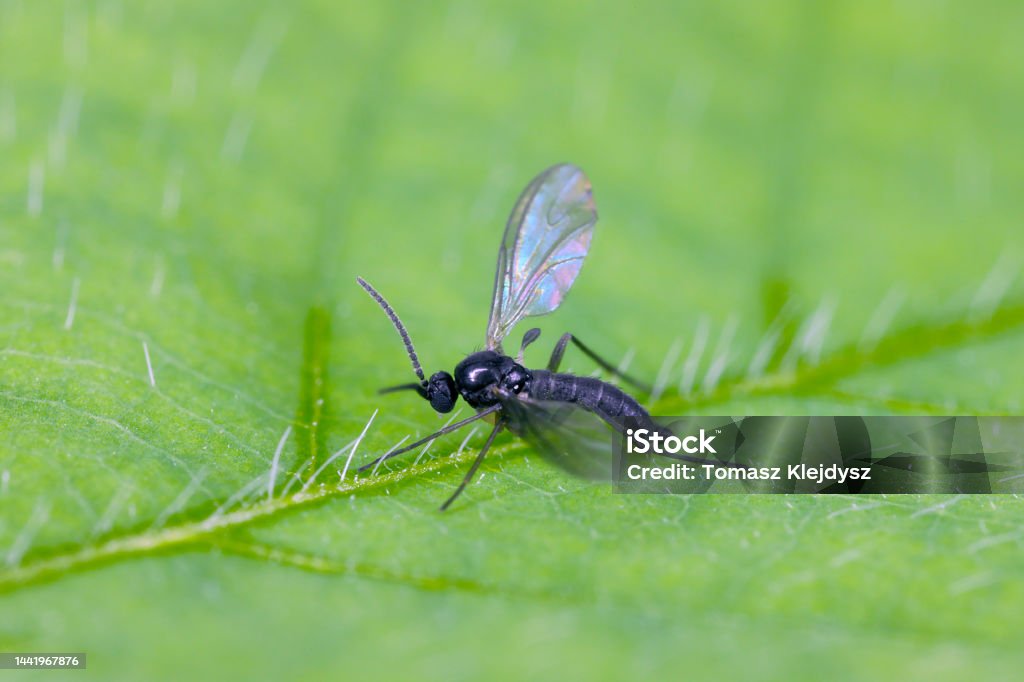 Dark-winged fungus gnat, Sciaridae on a green leaf, these insects are often found inside homes Animal Stock Photo