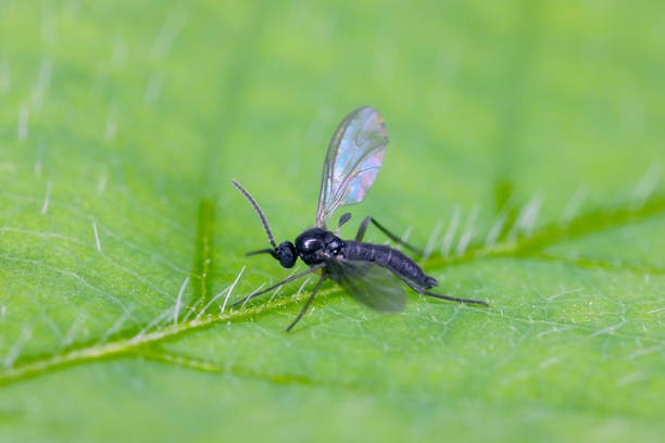 Dark-winged fungus gnat, Sciaridae on a green leaf, these insects are often found inside homes Dark-winged fungus gnat, Sciaridae on a green leaf, these insects are often found inside homes sciaridae stock pictures, royalty-free photos & images