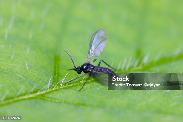 Darkwinged Fungus Gnat Sciaridae On A Green Leaf These Insects Are Often Found Inside Homes Stock Photo - Download Image Now