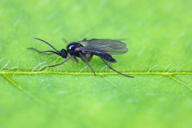 Dark-winged fungus gnat, Sciaridae on a green leaf, these insects are often found inside homes Dark-winged fungus gnat, Sciaridae on a green leaf, these insects are often found inside homes sciaridae stock pictures, royalty-free photos & images