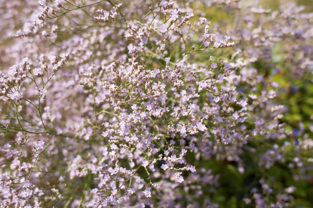 фиолетовые цветы plumbaginaceae limonium latifolium в саду. летнее и весеннее время - limonium стоковые фото и изображения