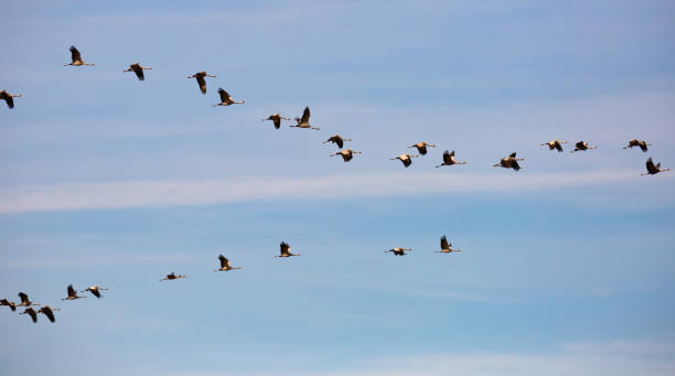 istock Large flock of cranes flying in sky 1441968911